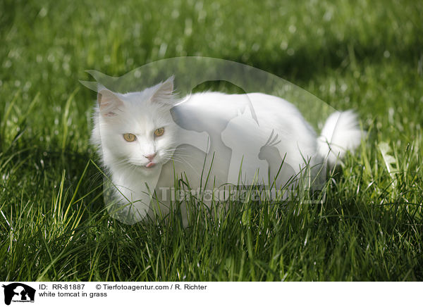 white tomcat in grass / RR-81887