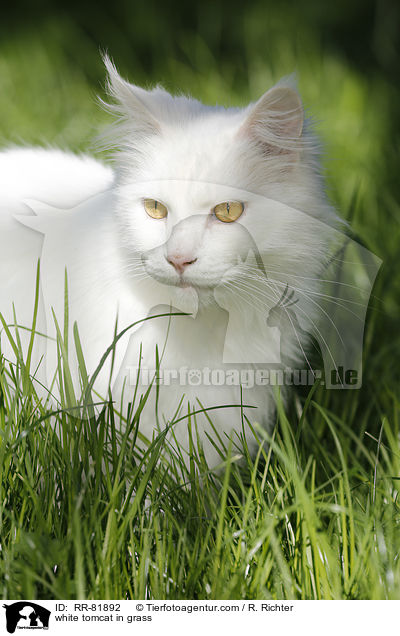 white tomcat in grass / RR-81892