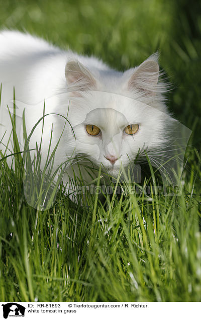 white tomcat in grass / RR-81893