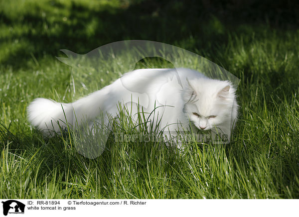 white tomcat in grass / RR-81894