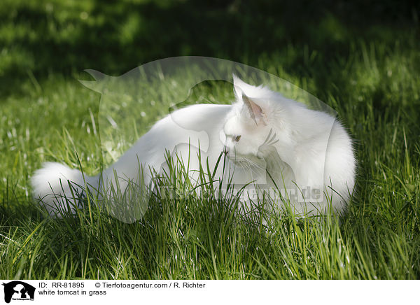 white tomcat in grass / RR-81895