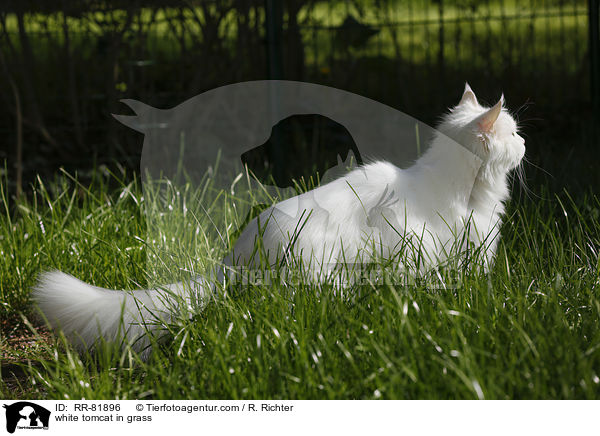 white tomcat in grass / RR-81896