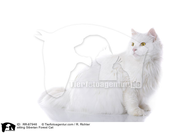 sitzende Sibirische Katze / sitting Siberian Forest Cat / RR-87946