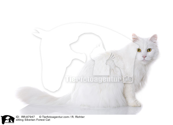 sitzende Sibirische Katze / sitting Siberian Forest Cat / RR-87947