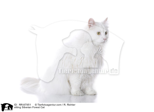 sitzende Sibirische Katze / sitting Siberian Forest Cat / RR-87951