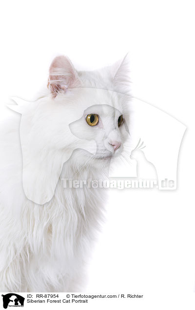 Siberian Forest Cat Portrait / RR-87954