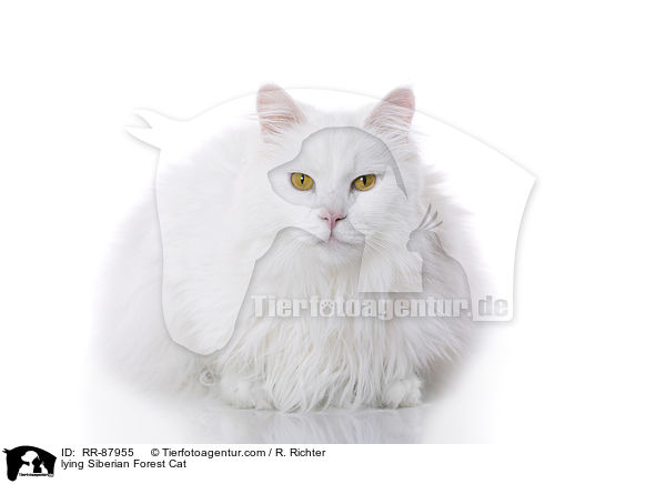 lying Siberian Forest Cat / RR-87955