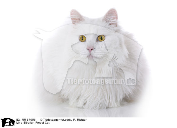 lying Siberian Forest Cat / RR-87956