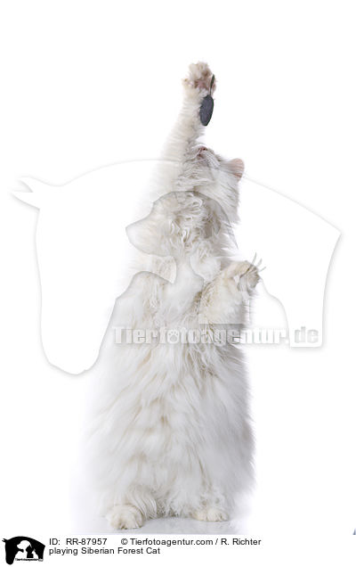 spielende Sibirische Katze / playing Siberian Forest Cat / RR-87957