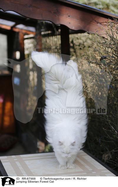 springende Sibirische Katze / jumping Siberian Forest Cat / RR-87988