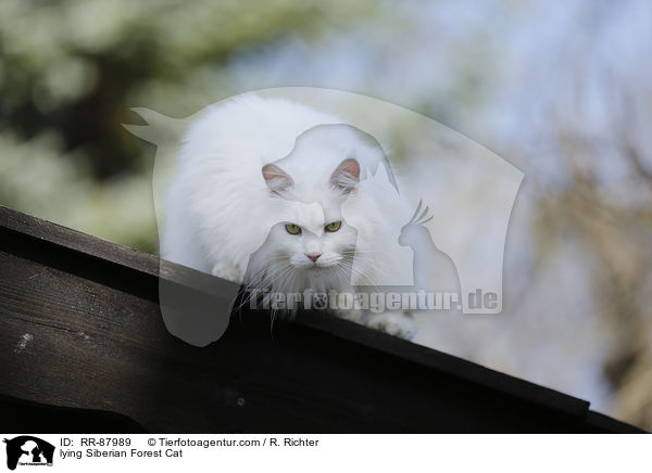 lying Siberian Forest Cat / RR-87989