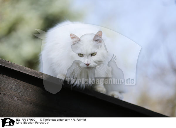 lying Siberian Forest Cat / RR-87990
