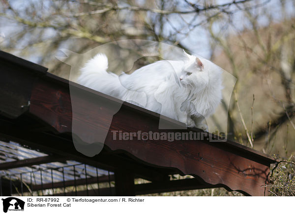 Siberian Forest Cat / RR-87992