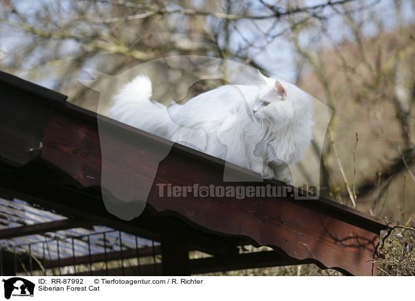 Sibirische Katze / Siberian Forest Cat / RR-87992