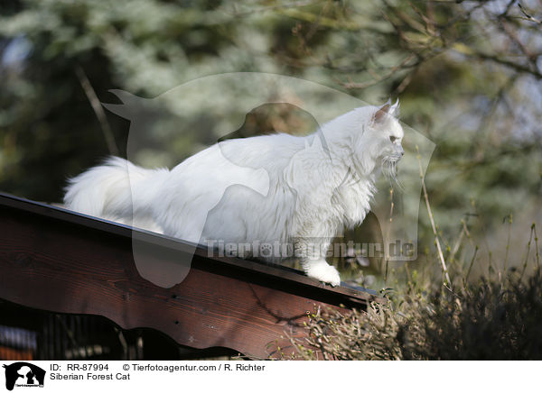 Siberian Forest Cat / RR-87994