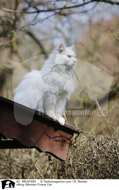 sitzende Sibirische Katze / sitting Siberian Forest Cat / RR-87995