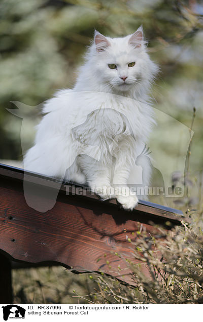 sitting Siberian Forest Cat / RR-87996