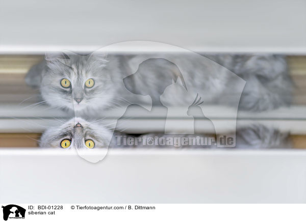 Sibirische Katze / siberian cat / BDI-01228