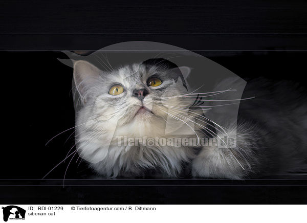Sibirische Katze / siberian cat / BDI-01229