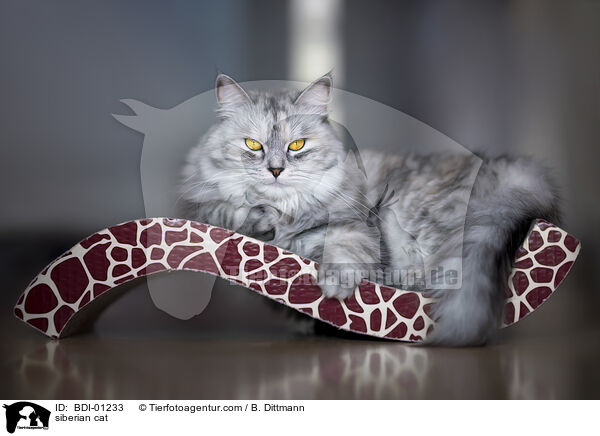 Sibirische Katze / siberian cat / BDI-01233