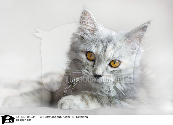 Sibirische Katze / siberian cat / BDI-01234