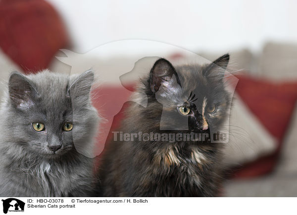 Siberian Cats portrait / HBO-03078