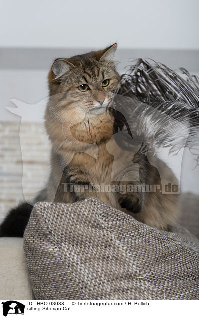 sitzende Sibirische Katze / sitting Siberian Cat / HBO-03088