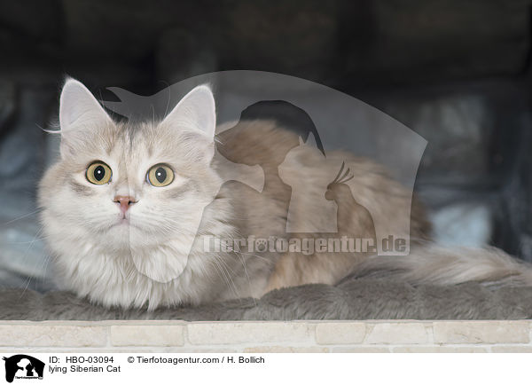 liegende Sibirische Katze / lying Siberian Cat / HBO-03094