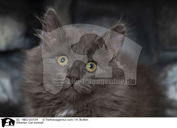 Siberian Cat portrait / HBO-03104