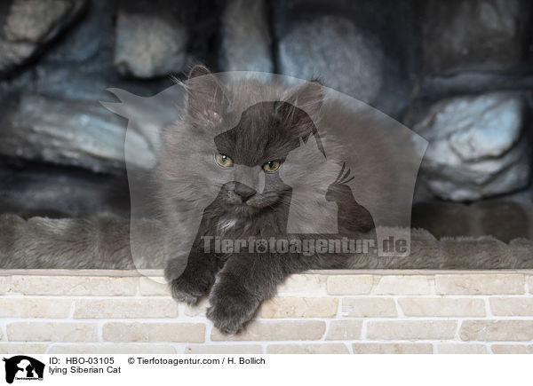 liegende Sibirische Katze / lying Siberian Cat / HBO-03105