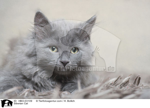 Sibirische Katze / Siberian Cat / HBO-03109
