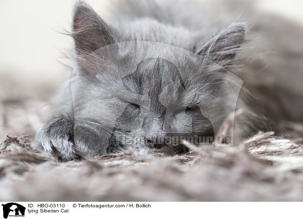 lying Siberian Cat / HBO-03110