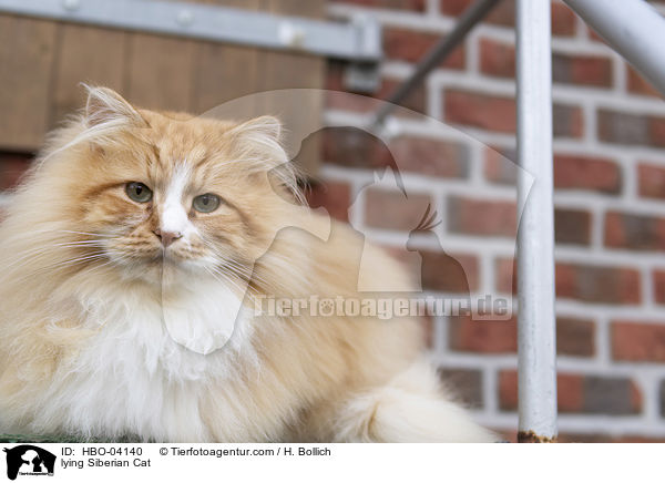 liegende Sibirische Katze / lying Siberian Cat / HBO-04140