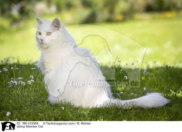 sitting Siberian Cat / RR-103568