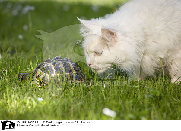 Siberian Cat with Greek tortoise / RR-103581