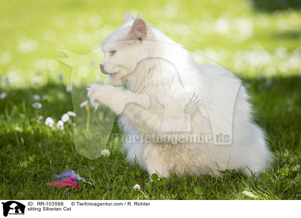 sitzende Sibirische Katze / sitting Siberian Cat / RR-103588