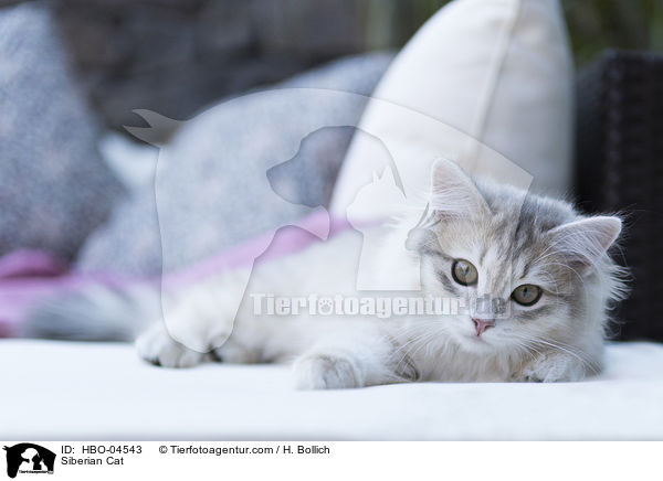 Sibirische Katze / Siberian Cat / HBO-04543