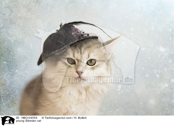 junge Sibirische Katze / young Siberian cat / HBO-04554