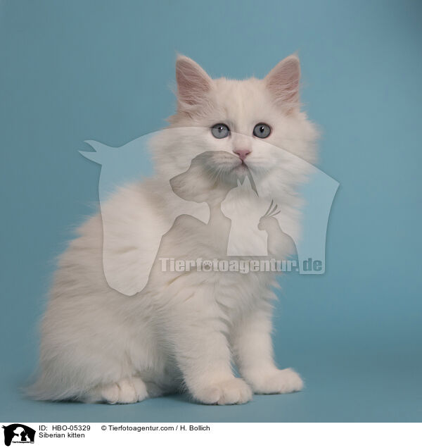 Sibirisches Ktzchen / Siberian kitten / HBO-05329