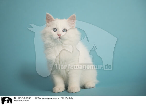 Siberian kitten / HBO-05333