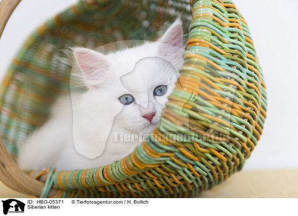 Sibirisches Ktzchen / Siberian kitten / HBO-05371