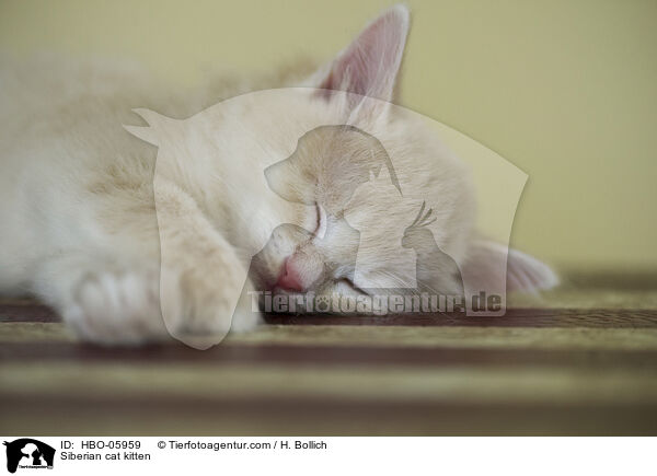 Sibirische Katze Ktzchen / Siberian cat kitten / HBO-05959