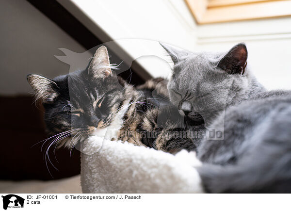 2 Katzen / 2 cats / JP-01001