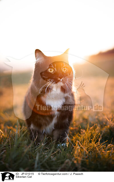 Sibirische Katze / Siberian Cat / JP-01015