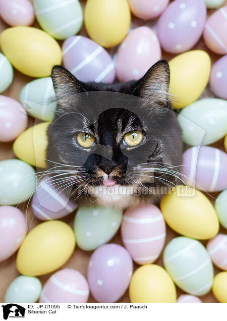 Sibirische Katze / Siberian Cat / JP-01095