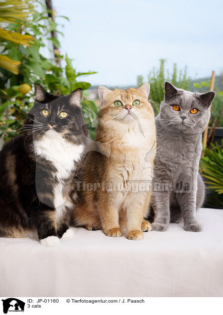3 Katzen / 3 cats / JP-01160