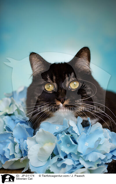 Sibirische Katze / Siberian Cat / JP-01174