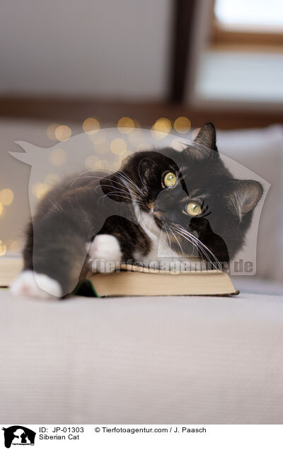 Sibirische Katze / Siberian Cat / JP-01303