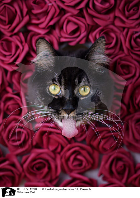 Sibirische Katze / Siberian Cat / JP-01338