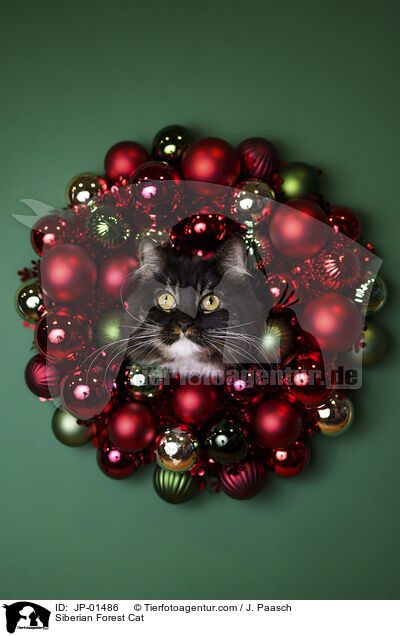 Sibirische Katze / Siberian Forest Cat / JP-01486